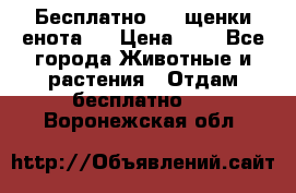 Бесплатно !!! щенки енота!! › Цена ­ 1 - Все города Животные и растения » Отдам бесплатно   . Воронежская обл.